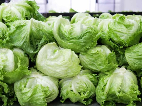 Iceberg Lettuce 1 Piece